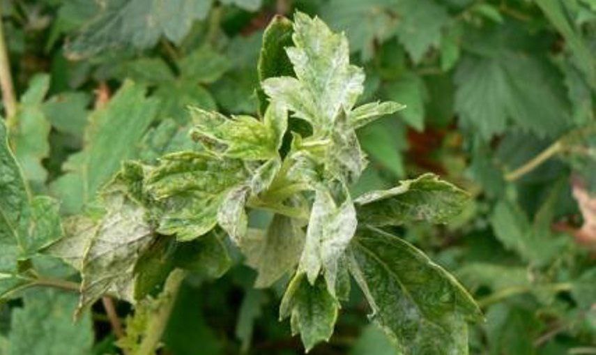 Махровість (або реверсія)