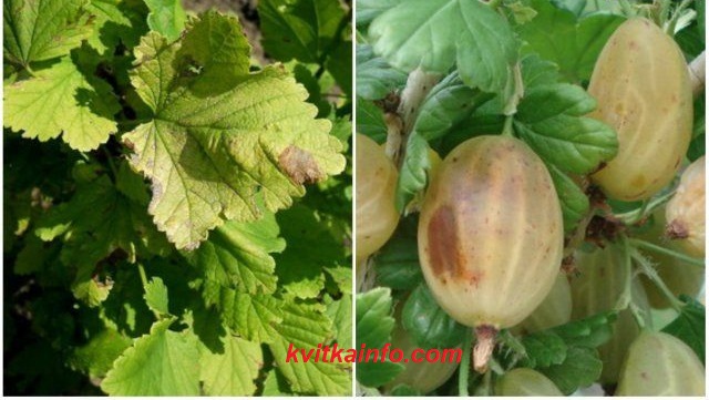 Сіра гниль (ботритіс)