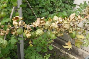 Вертицильозне в`янення (або вілт)