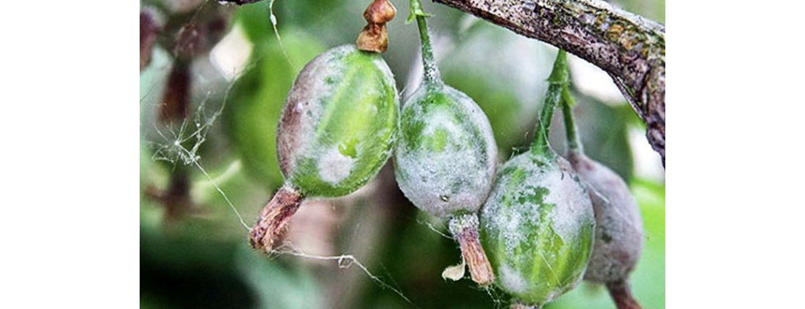 Борошниста роса (справжня борошниста роса)