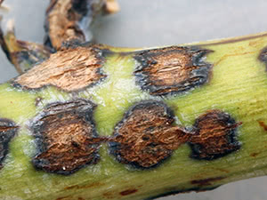 Антракноз (чорна плямистість)