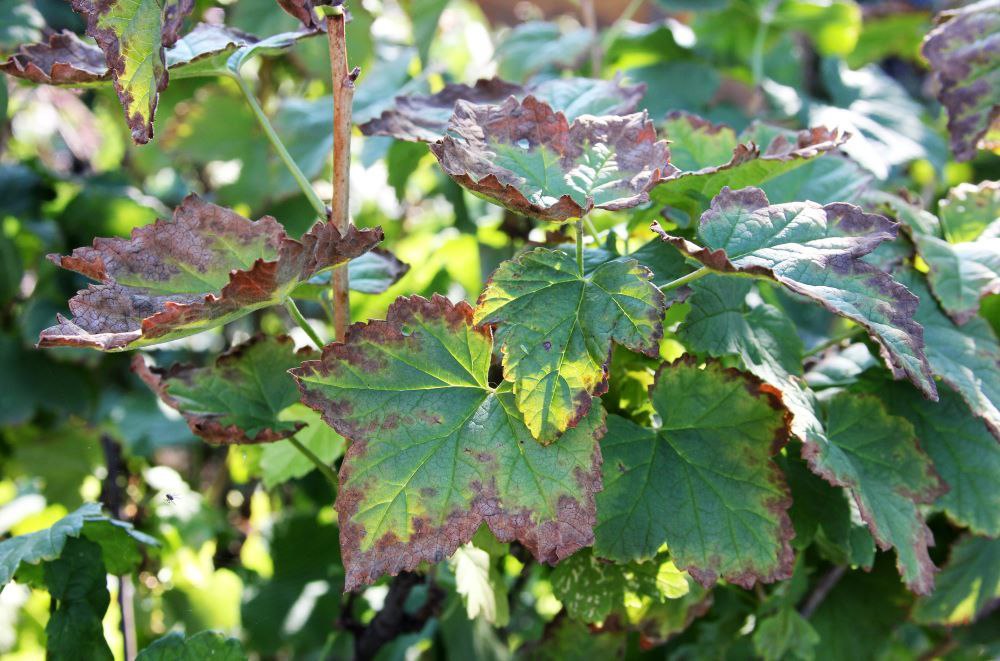 Пурпурова плямистість (дідімела)