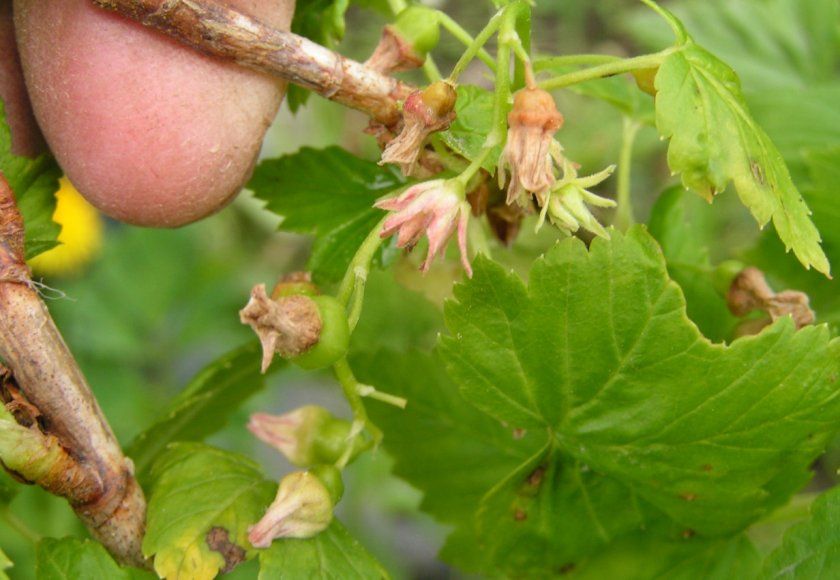 Махровість (або реверсія)