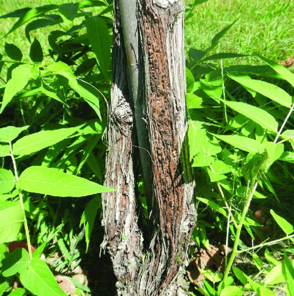 Рак бактеріальний кори