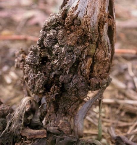Рак бактеріальний кори