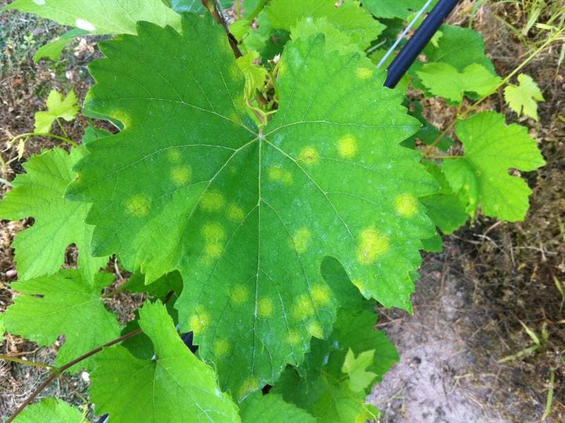 Мілдью винограду