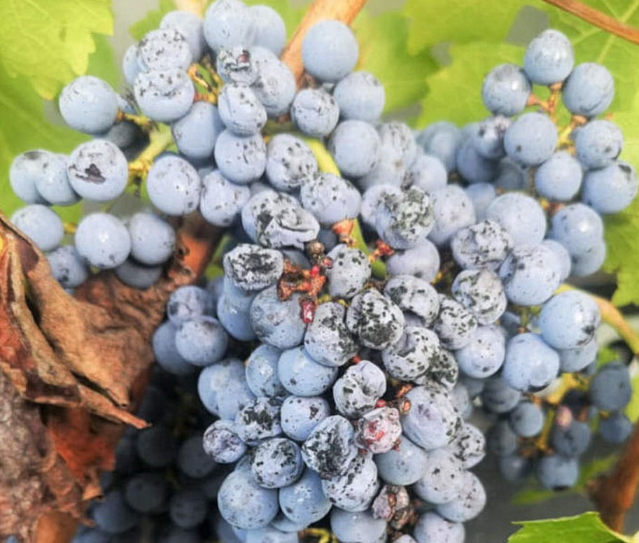 Аспергільоз