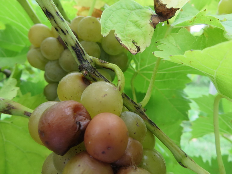 Аспергільоз