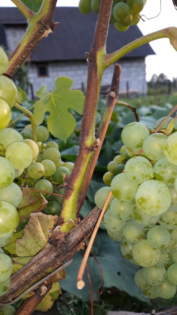 Вілт плодових