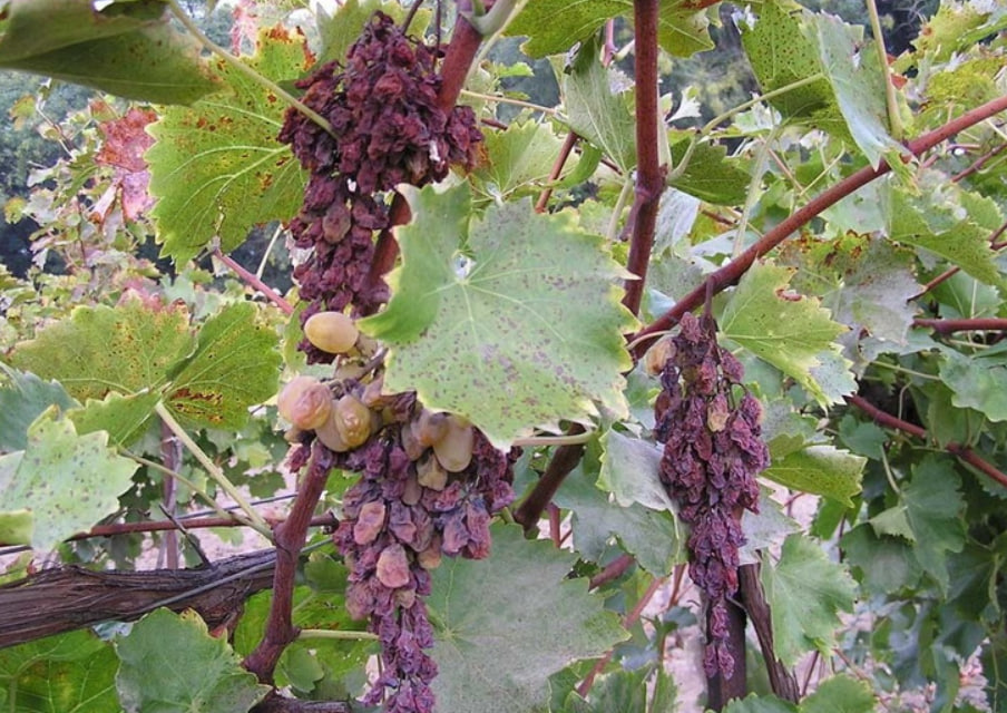 Вілт плодових