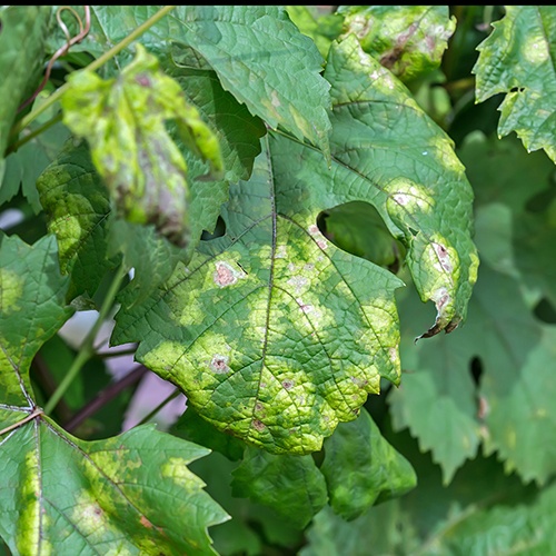 Борошниста роса (справжня борошниста роса)