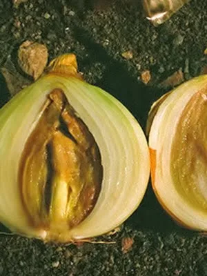 Бактеріоз цибулі