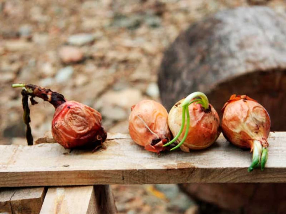 Гниль м’яка бактеріальна