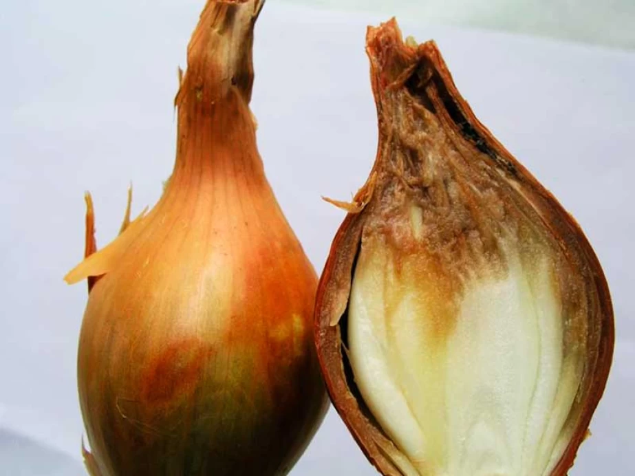 Гниль шийкова