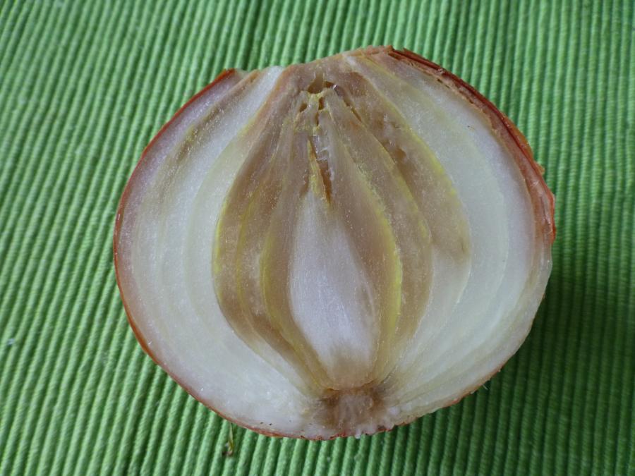 Гниль шийкова