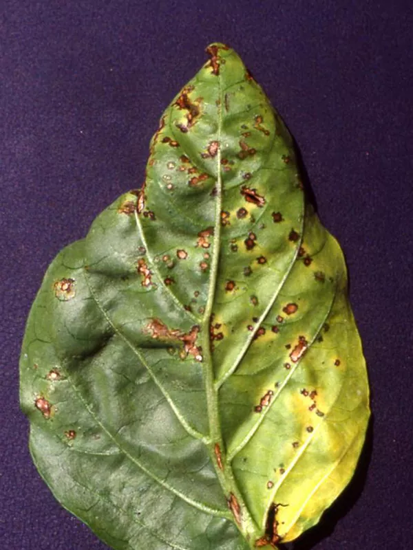 Чорна бактеріальна плямистість