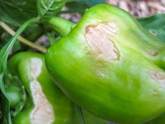 Склеротиніоз (біла гниль)