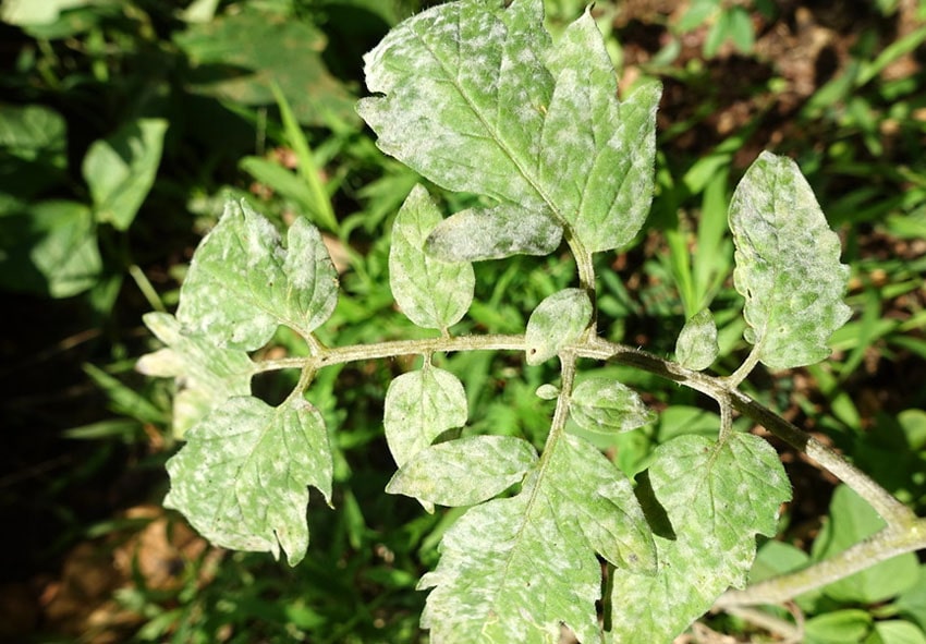 Борошниста роса (справжня борошниста роса)