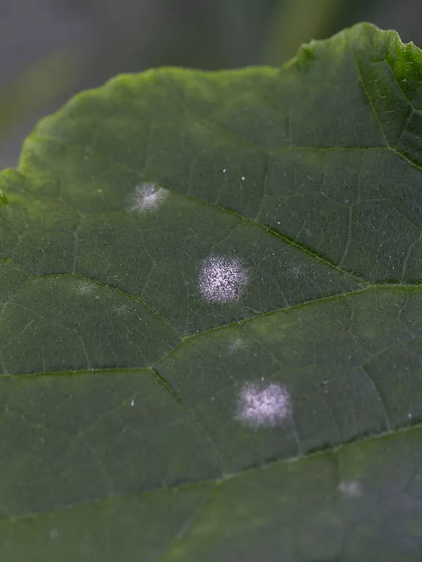 Борошниста роса (справжня борошниста роса)