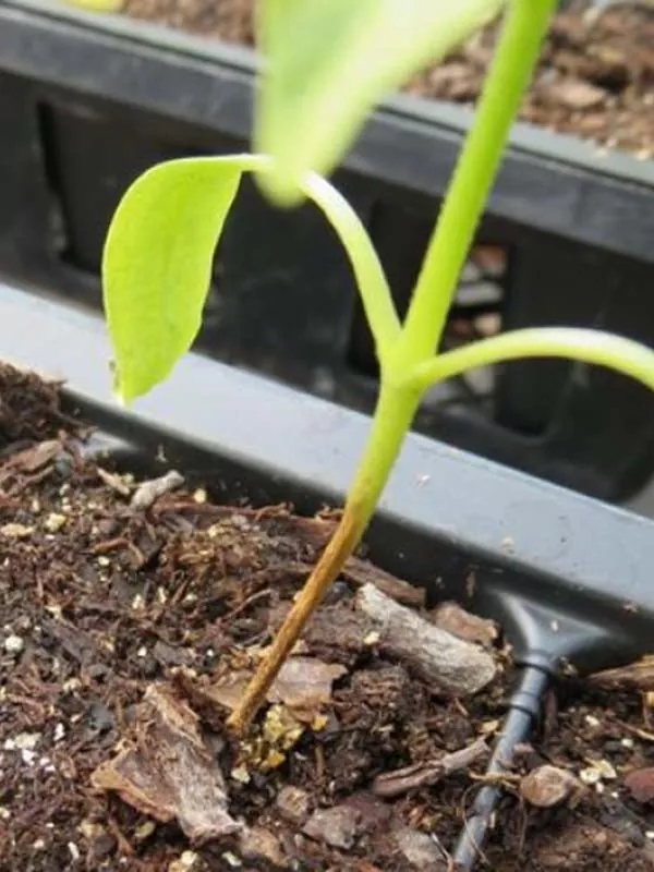 Чорна ніжка