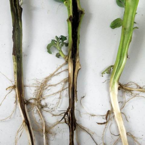 Чорна ніжка