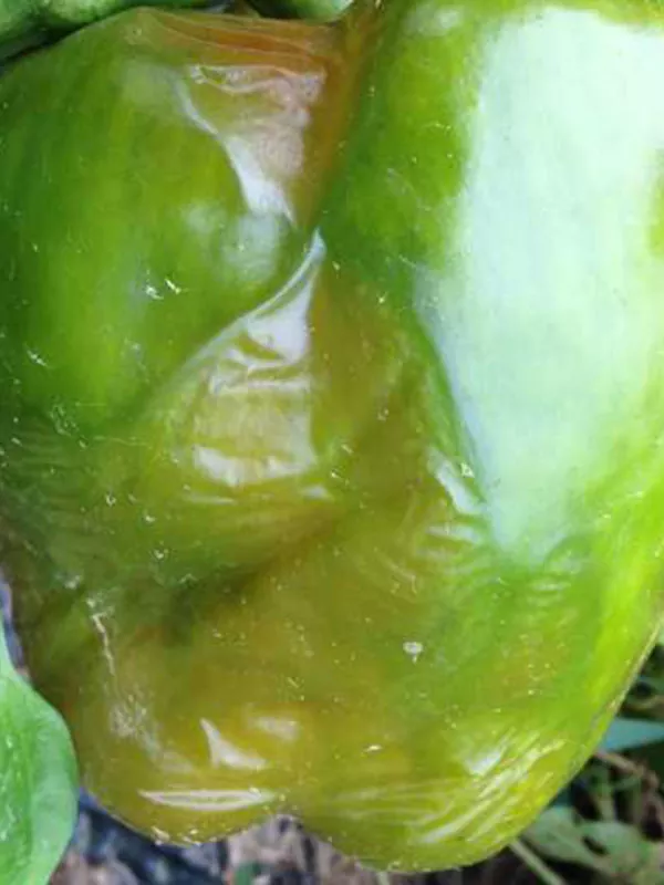 Гниль м’яка бактеріальна