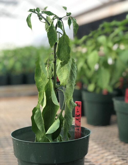 Вертицильоз