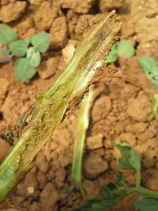 Вертицильоз