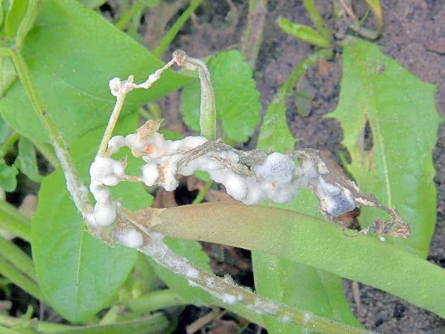 Склеротиніоз (біла гниль)