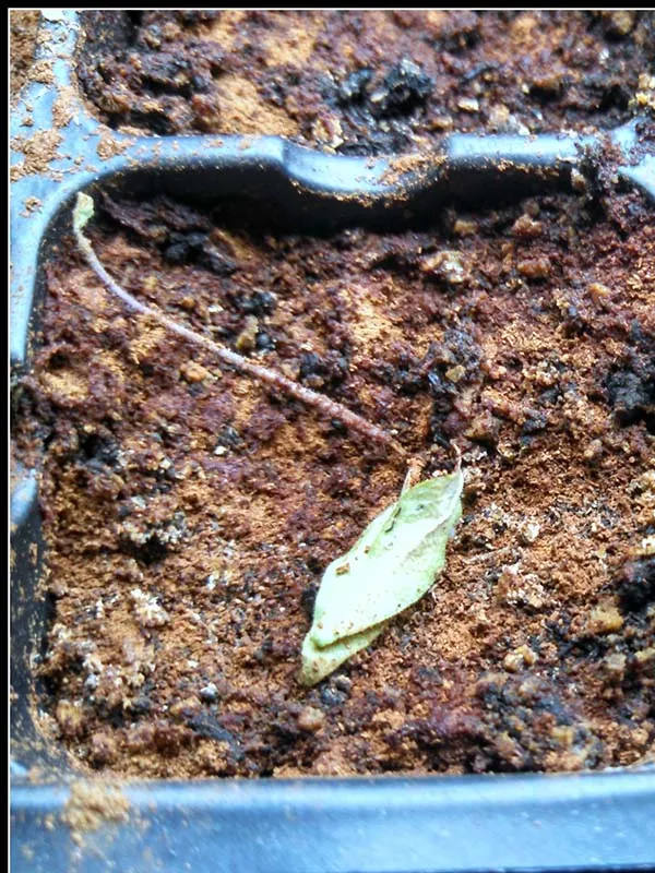 Чорна ніжка