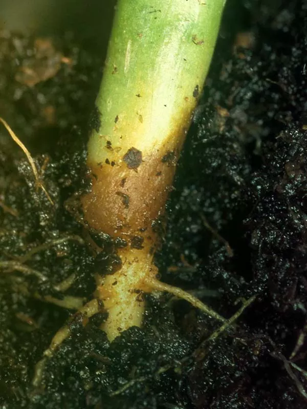 Чорна ніжка