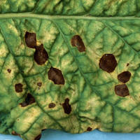 Чорна бактеріальна плямистість