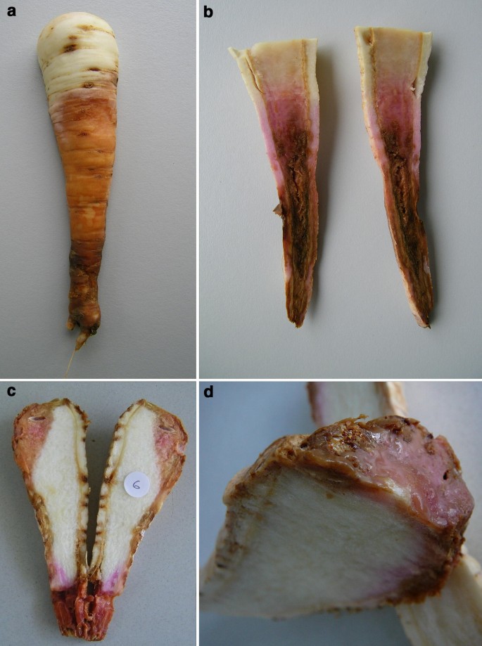 Судинний бактеріоз
