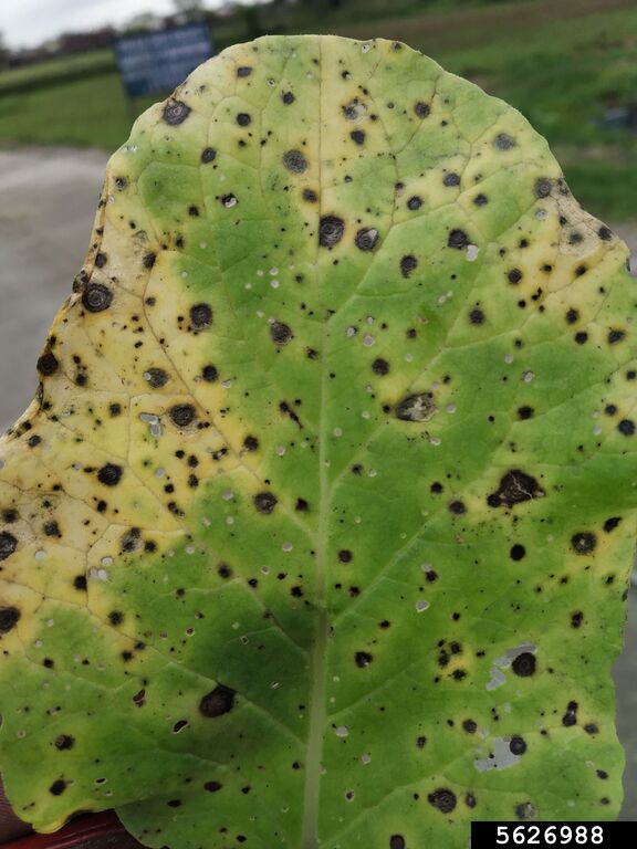 Альтернаріоз (суха плямистість; макроспоріоз; чорна гниль)