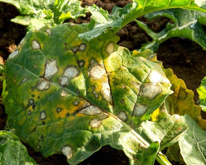 Фомоз (бура гниль)