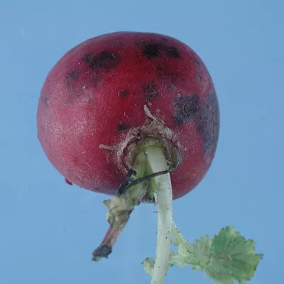 Пероноспороз