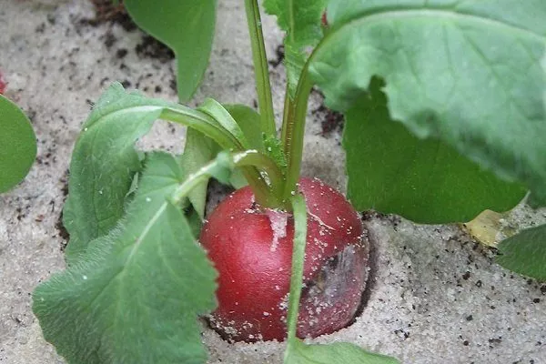 Склеротиніоз (біла гниль)