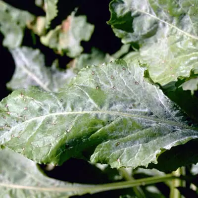 Борошниста роса (справжня борошниста роса)