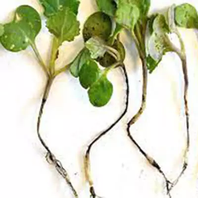 Чорна ніжка