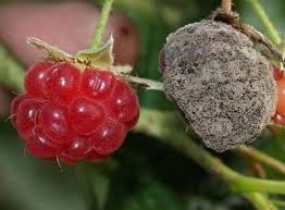 Сіра гниль (ботритіс)