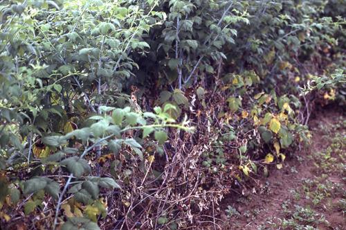 Вертицильозне в`янення (або вілт)