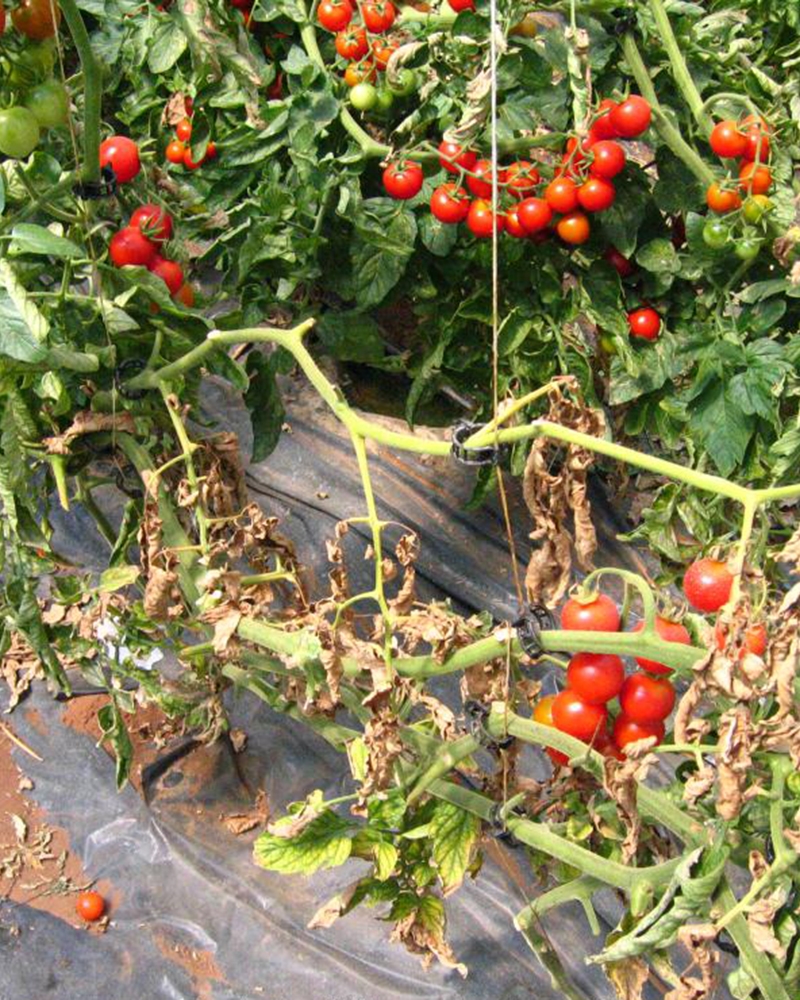 Бактеріальний рак