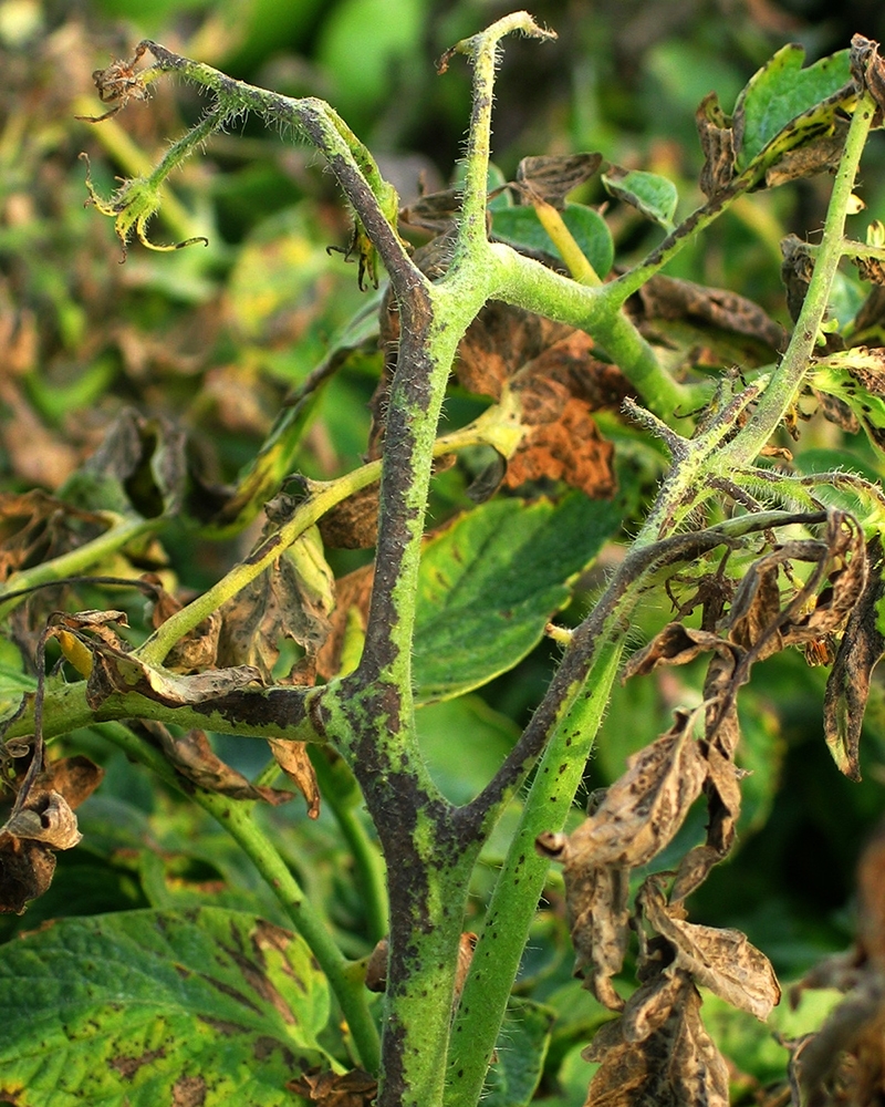 Бактеріальна крапчастість