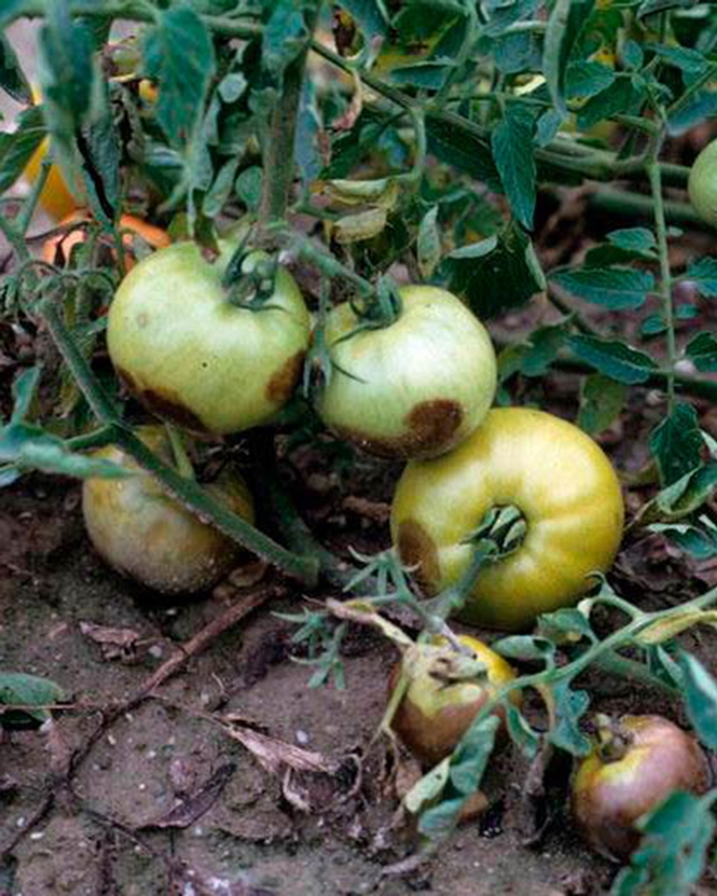 Південний фітофтороз