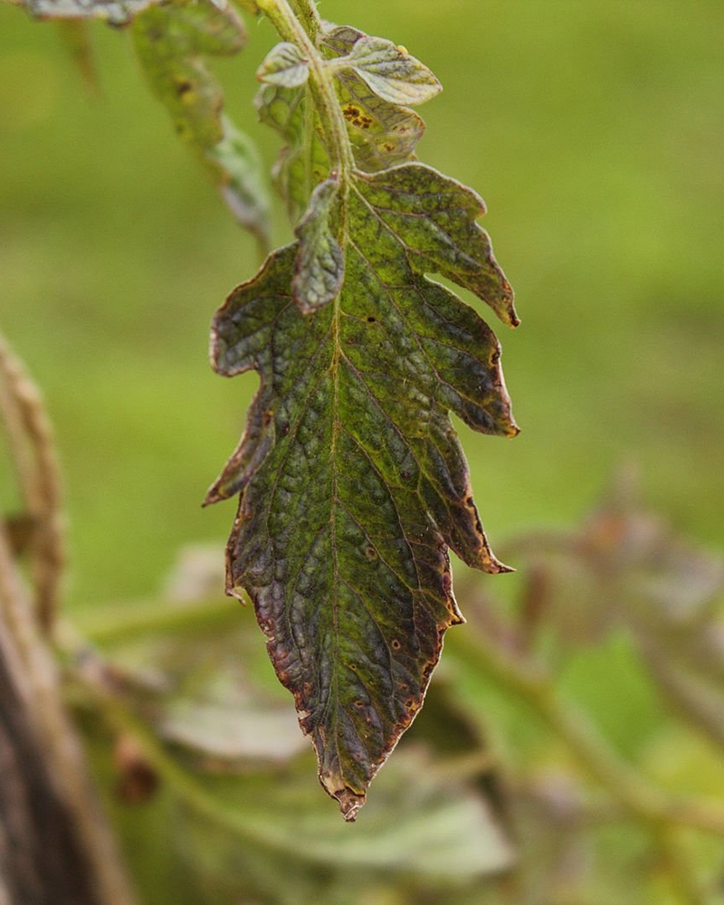 Фузаріозне і вертицильозне в’янення