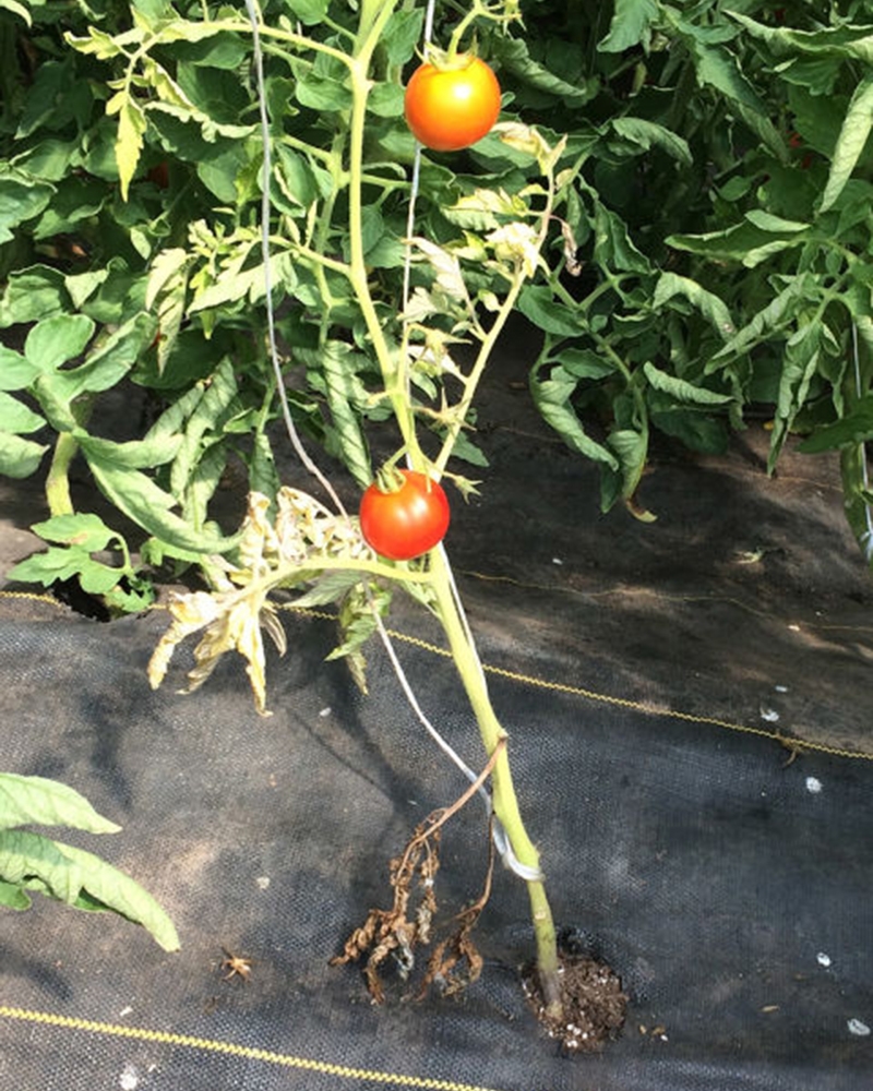 Фузаріозна коренева гниль і гниль кореневої шийки