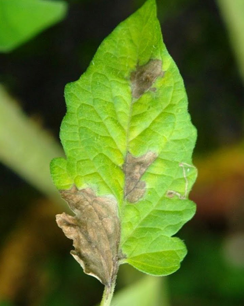 Фітофтороз (картопляний фітофтороз; бура гниль томатів)