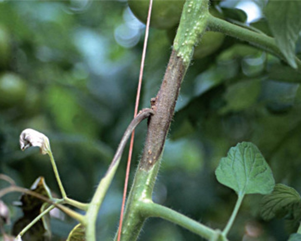 Дідімелла (або рак стебел)