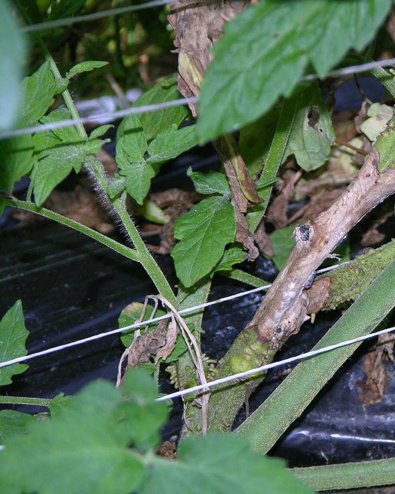 Склеротиніоз (біла гниль)