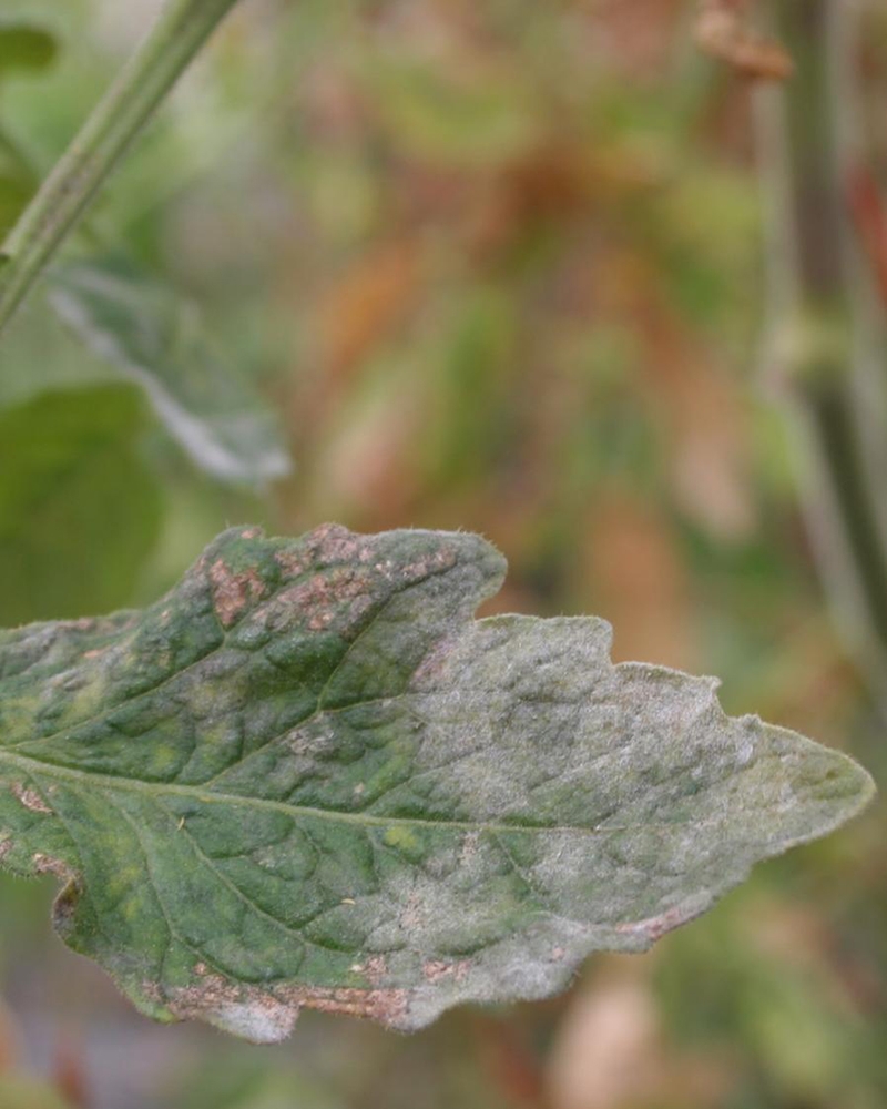 Борошниста роса (справжня борошниста роса)